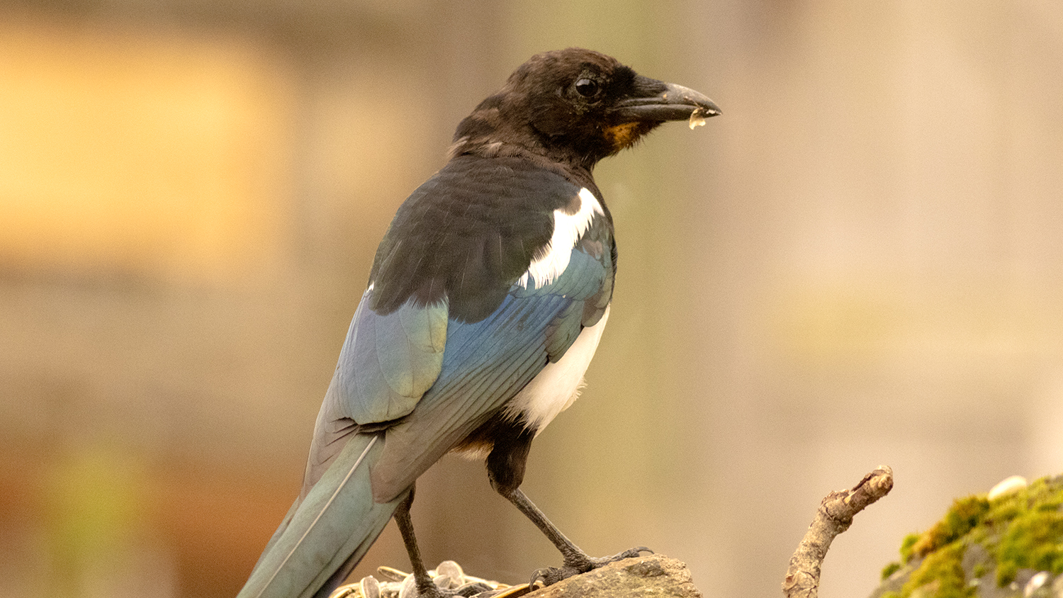 Eurasian Magpie